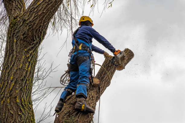 Best Hazardous Tree Removal  in Johnson City, KS