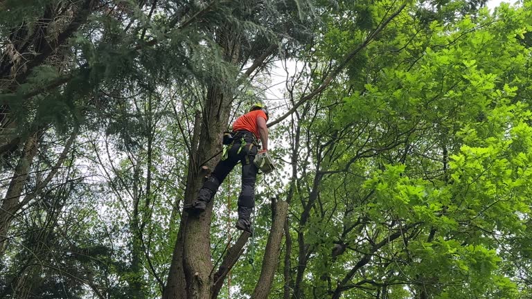 Best Storm Damage Tree Cleanup  in Johnson City, KS